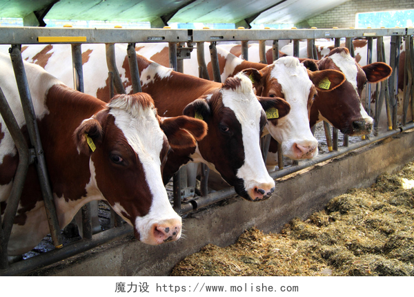 农场里的奶牛奶牛是平静的动物